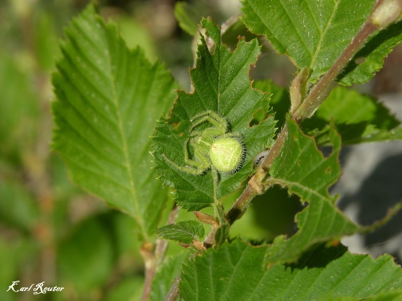 Behaarte Krabbenspinne (Heriaeus hirtus)